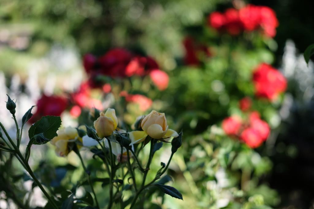 Cselling Udvarhaz Révfülöp Dış mekan fotoğraf